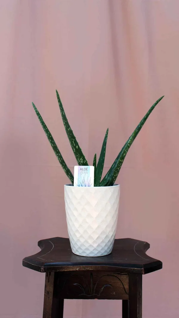 floraison_aloe_vera_new_a