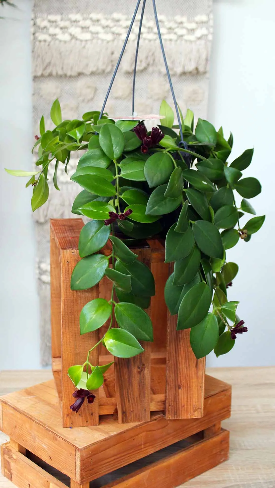 floraison_eschinanthus_a floraison_eschinanthus_a