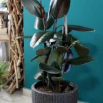 floraison_fikos_burgundy_fiber_a