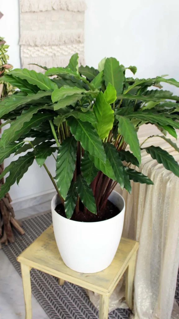 floraison_kalathea_bluegrass_kalathi_d