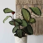 floraison_kalathea_corona_a