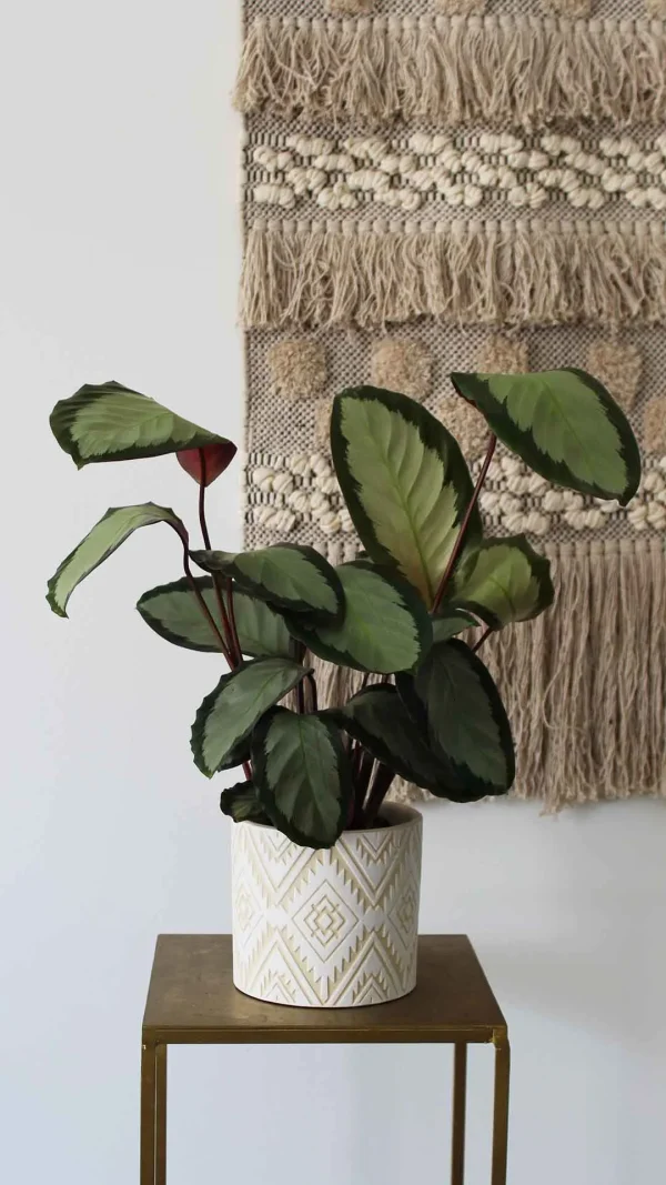 floraison_kalathea_corona_a