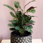 floraison_kalathea_makoyana_mikri_c