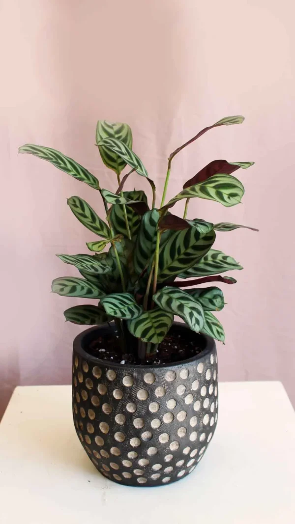 floraison_kalathea_makoyana_mikri_c