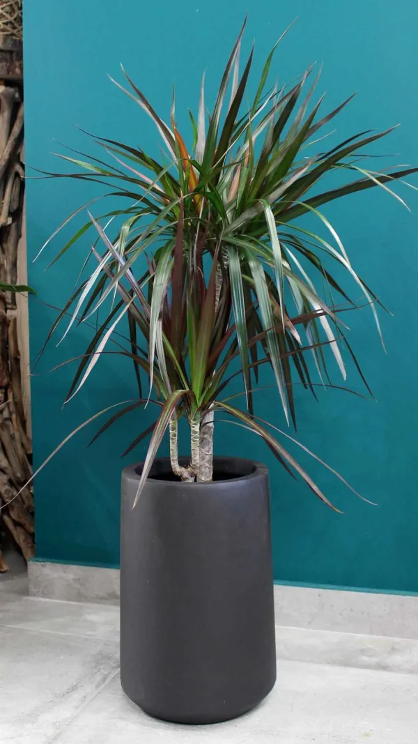 floraison_martzinata_se_fiber_pot_a