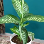 floraison_ntifenmpaxia_se_roto_a