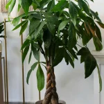 floraison_paxira_se_roto_new_a