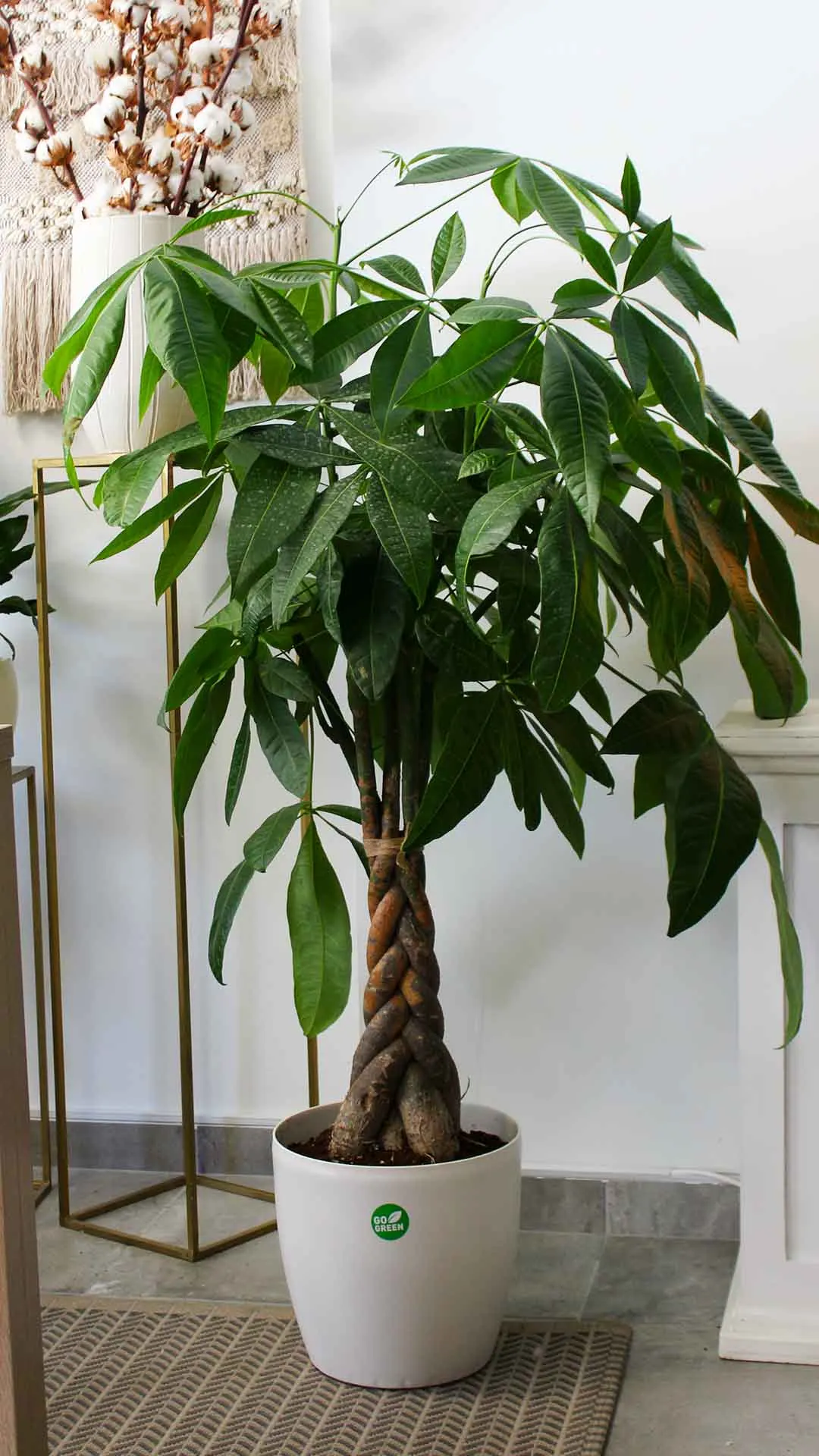 floraison_paxira_se_roto_new_a floraison_paxira_se_roto_new_a