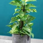 floraison_pothos_trendcover_felt_dark_grey_a