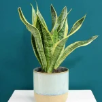 floraison_sansevieria_se_keramiko_pot_a