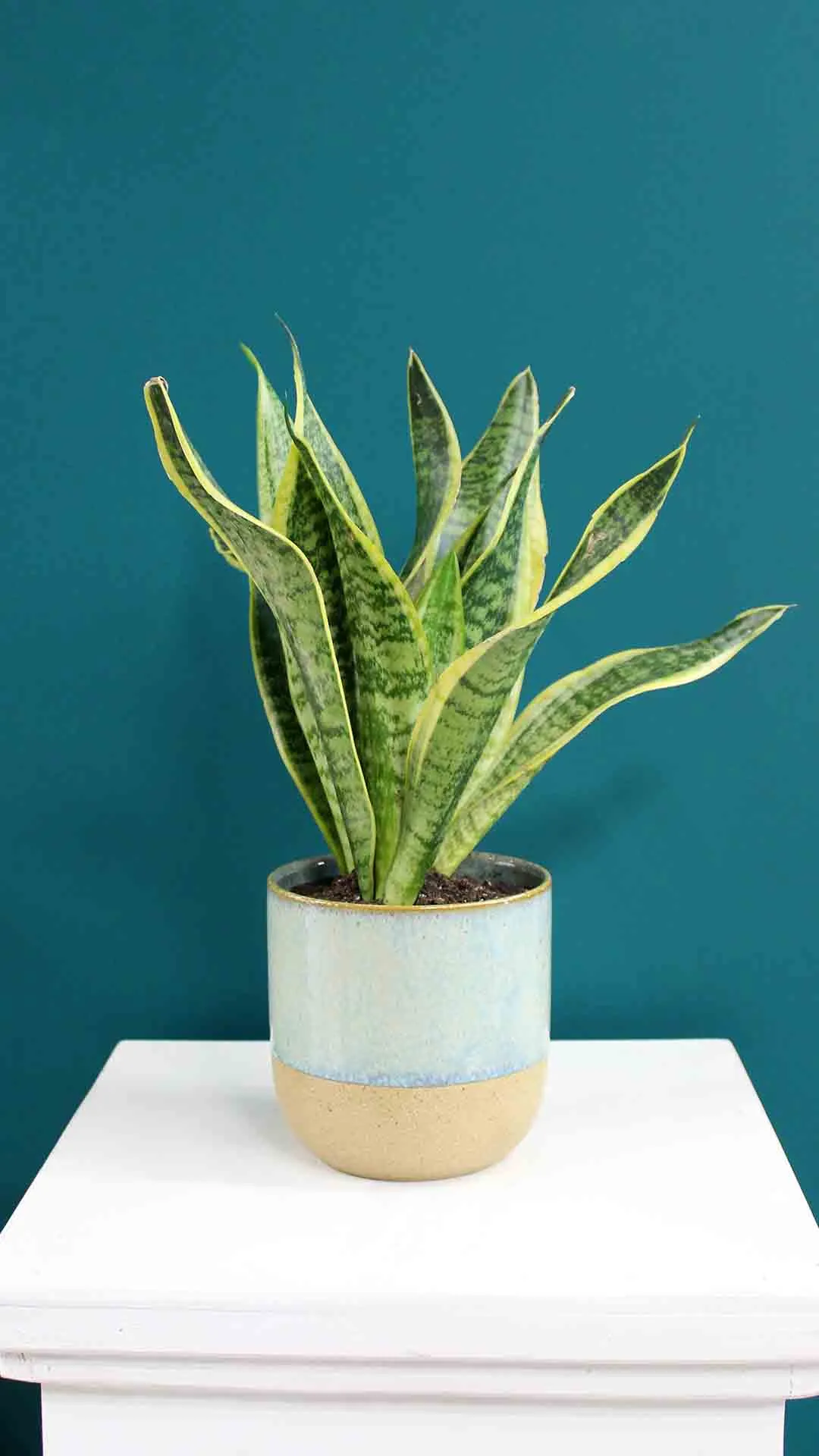 floraison_sansevieria_se_keramiko_pot_a floraison_sansevieria_se_keramiko_pot_a