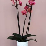 floraison.gr-orxidea_sapio_milo_a