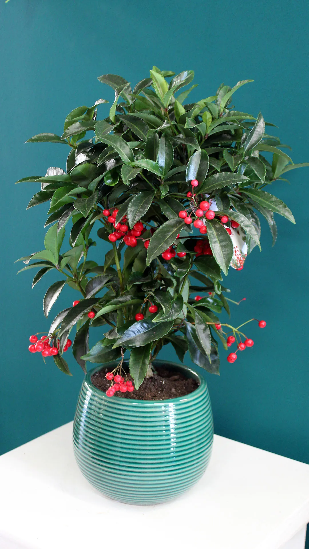 floraison_ardisia_se_pot_a floraison_ardisia_se_pot_a