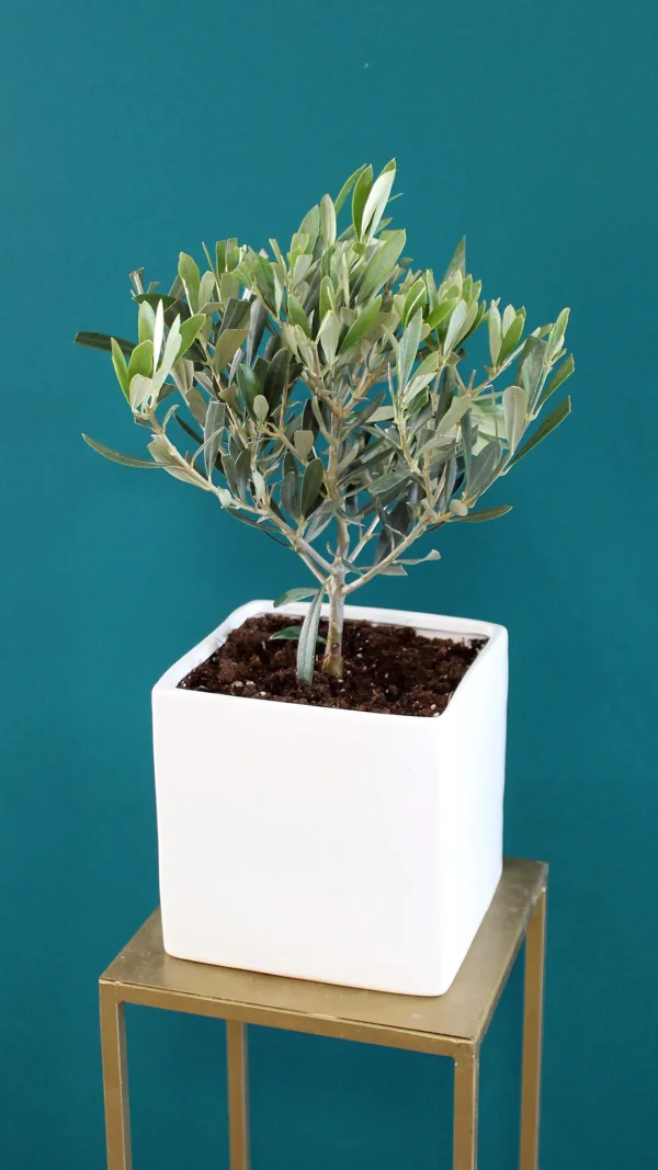 floraison_elia_se_pot_a