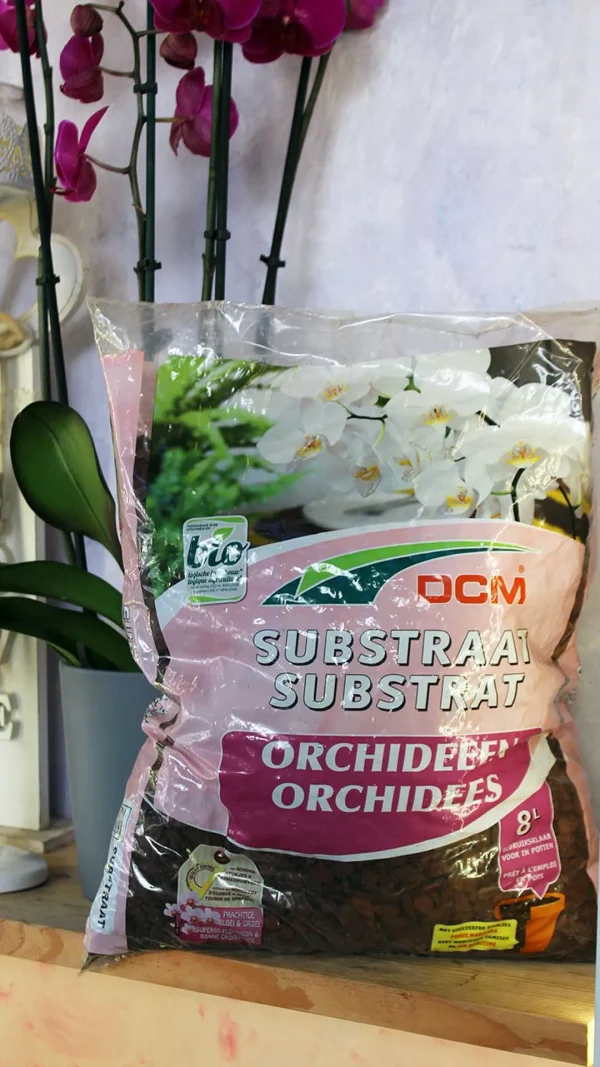 floraison_ipostroma_orxidees_a