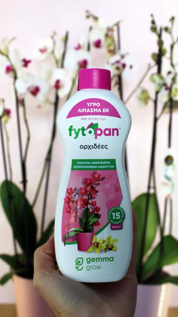 floraison_lipasma_orchid_a