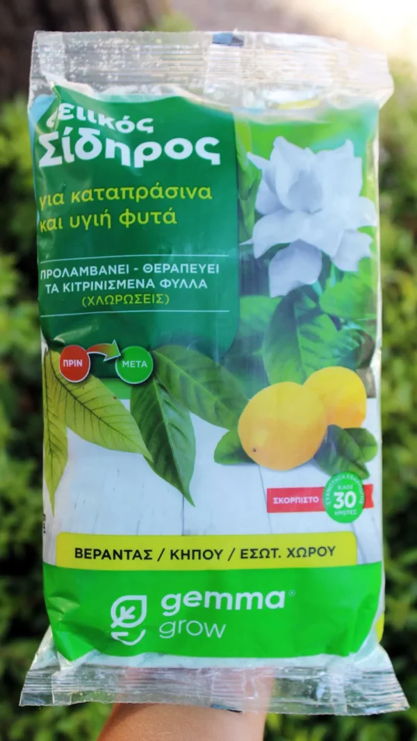 floraison_theiiikos_sidiros_a