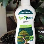 floraison_ygro_lipasma_bonsai_a